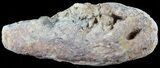 Fish Coprolite (Fossil Poo) - Kansas #49350-1